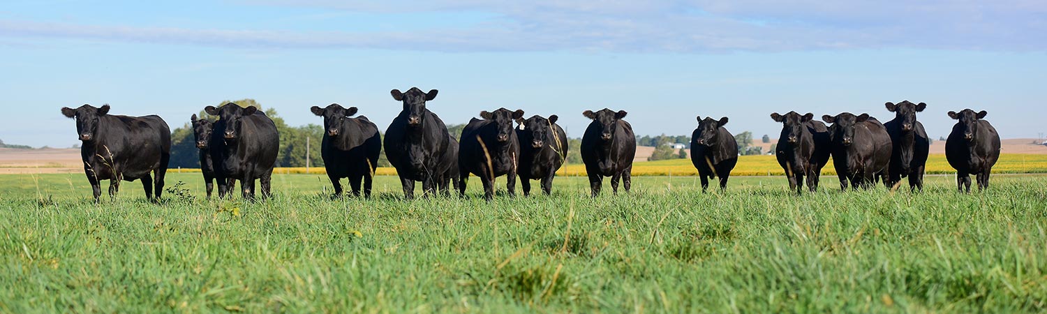 cattle hero image